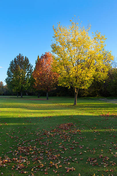 istock The Colours of Autumn 464644638