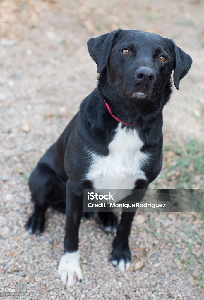 Black Labrador Mix Breed Dog Black and white Black Labrador Mix Breed Dog full length sitting 2015 Stock Photo