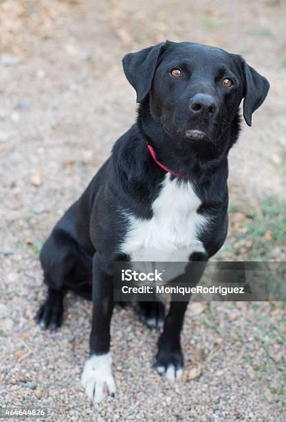 Black Labrador Mix Breed Dog Stock Photo - Download Image Now - 2015, Animal, Animal Hair