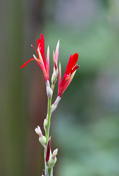 istock Elegant red tropical flower. 464645744