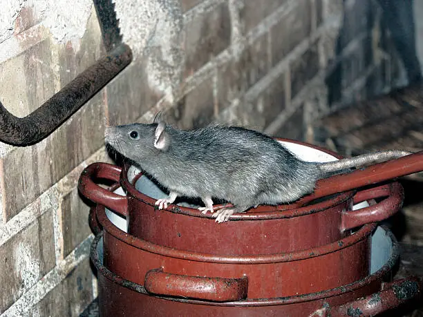 Photo of Rat on Cooking Pots