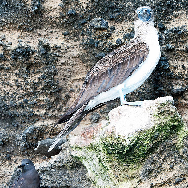 Galapagos Isalnds Blue Footed Booby and Brown Noddy Galapagos Islands, Blue Footed Booby perches unsteadily on a lava rock and looks askance at the camera with a Brown Noddy seemingly oblvious to his large neighbour. brown noddy stock pictures, royalty-free photos & images