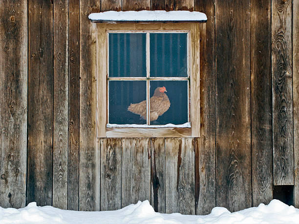 Hen House A hen sitting behind the window of a hen house observing the surrounding. winter chicken coop stock pictures, royalty-free photos & images