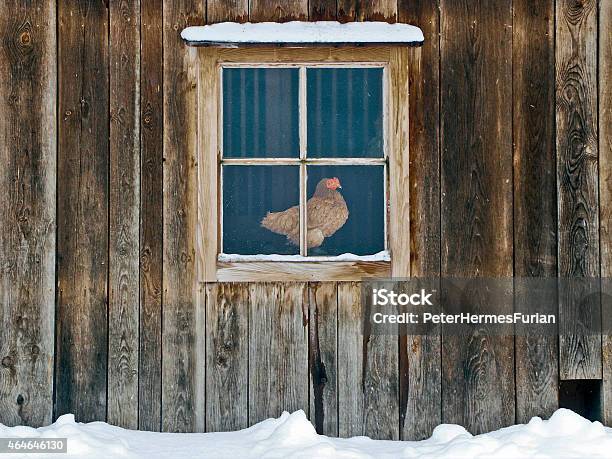 Hen House Stock Photo - Download Image Now - Winter, Farm, Window