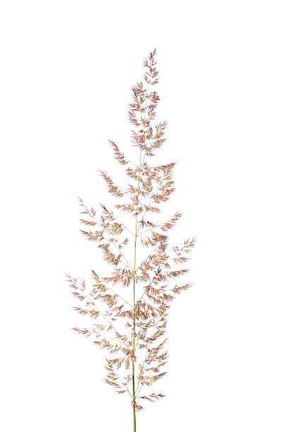 roxo reedgrass (calamagrostis arundinacea) - reedgrass - fotografias e filmes do acervo
