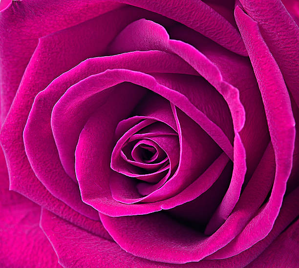 istock close up macro of a pink rose 464646388