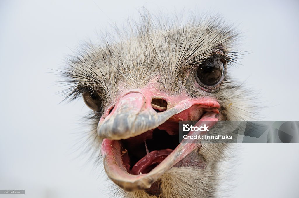 Ostrich head closeup Ostrich head with open mouth closeup 2015 Stock Photo