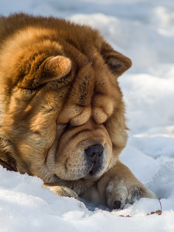An adorable chow-chow dog and the snow