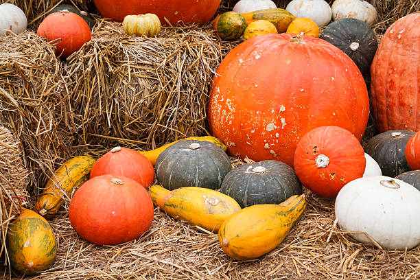 istock Pumpkins and gourds on straw 464648785