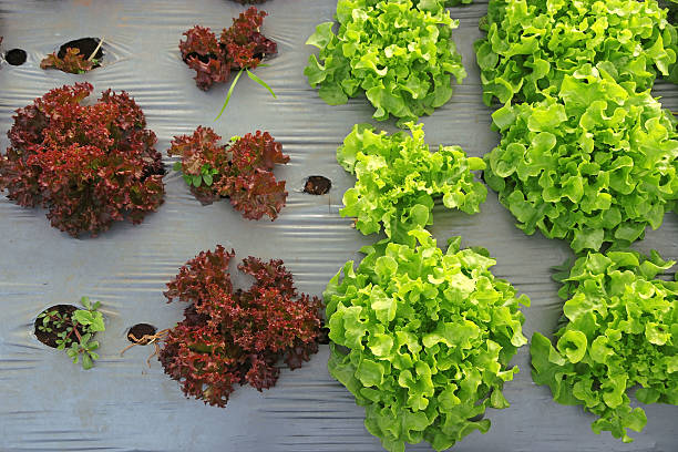 Comparison between big young Green and small red lettuce Comparison between big young Green and small red lettuce grown in the mulch plastic film. (mulching) salad fruit lettuce spring stock pictures, royalty-free photos & images