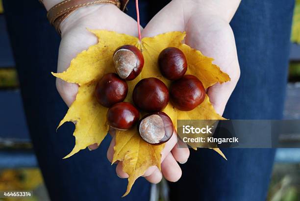 Chestnut Stock Photo - Download Image Now - 2015, Autumn, Chestnut - Food