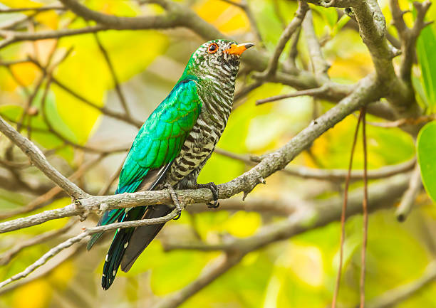istock Male Asian Emerald Cuckoo 464654301