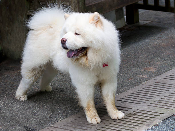 istock Dog Chow Chow white color. 464654346