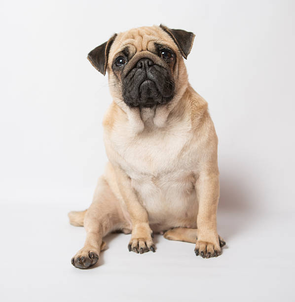 Sad pug sitting down with white background Funny Pug at white backgroundBeautiful Pug  ugly face stock pictures, royalty-free photos & images