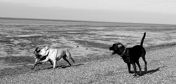 istock Harvey and Scamp at Snettisham Beach 464661530