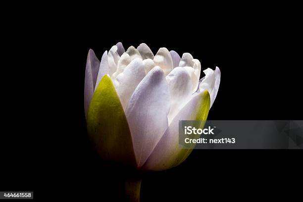 Glow Lotus Stock Photo - Download Image Now - 2015, Aquatic Organism, Asia