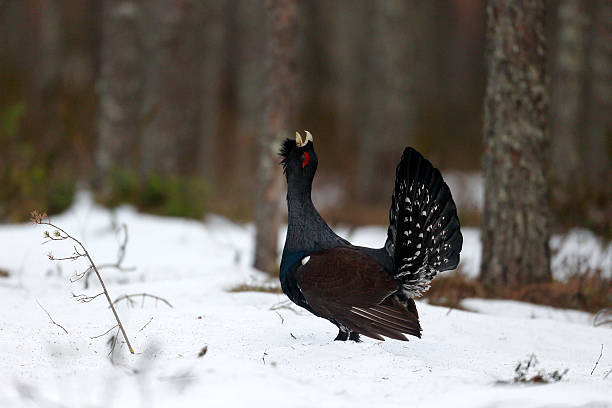 Capercaillie, Tetrao urogallus Capercaillie, Tetrao urogallus, single male in snowy forest displaying at lek, Finland, April 2013 capercaillie grouse grouse wildlife scotland stock pictures, royalty-free photos & images