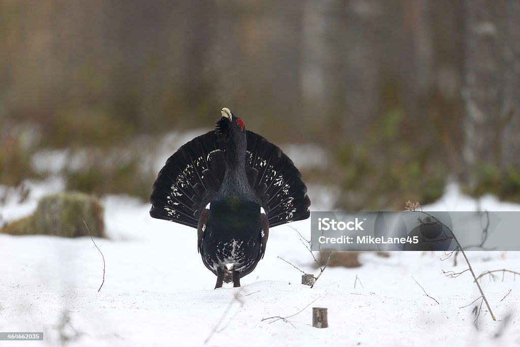 Grand tétras, Tetrao urogallus - Photo de Grand tétras libre de droits