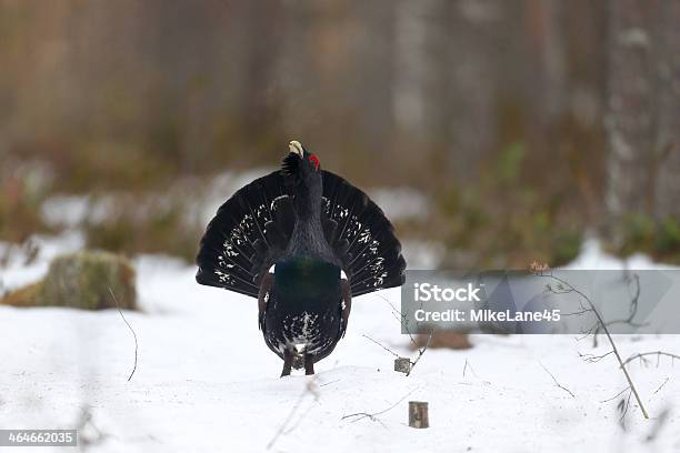 Photo libre de droit de Grand Tétras Tetrao Urogallus banque d'images et plus d'images libres de droit de Grand tétras - Grand tétras, Animaux à l'état sauvage, Bois