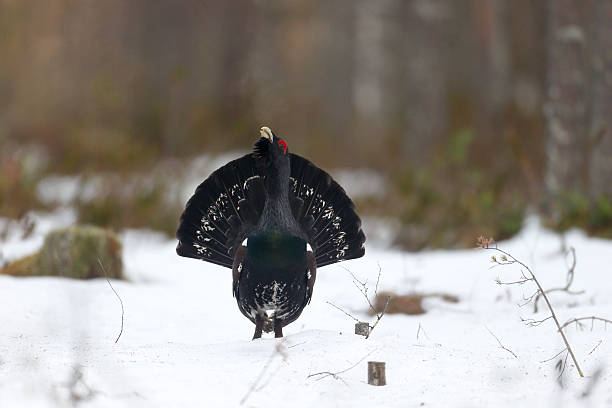 Capercaillie, Tetrao urogallus Capercaillie, Tetrao urogallus, single male in snowy forest displaying at lek, Finland, April 2013 capercaillie grouse grouse wildlife scotland stock pictures, royalty-free photos & images