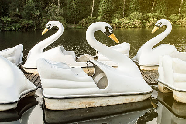 istock Swan paddle boat in the lake ready to serve 464662244