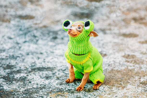 istock Beautiful Tiny Chihuahua Dog Dressed Up In Frog Outfit 464662564