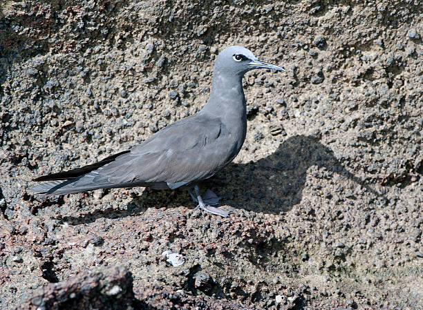 Brown Noddy study, Galapagos Brown Noddy perched on the volcanic lava cliff face of the Galapagos Islands, Ecuador brown noddy stock pictures, royalty-free photos & images
