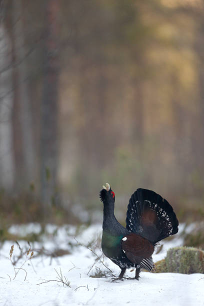 Capercaillie, Tetrao urogallus Capercaillie, Tetrao urogallus, single male in snowy forest displaying at lek, Finland, April 2013 capercaillie grouse grouse wildlife scotland stock pictures, royalty-free photos & images