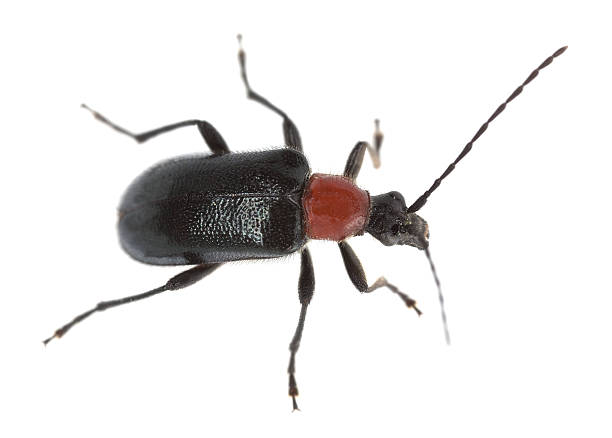 istock Red collared longhorn beetle, Dinoptera collaris 464666119