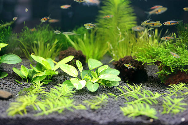 istock Aquarium underwater garden. 464666264