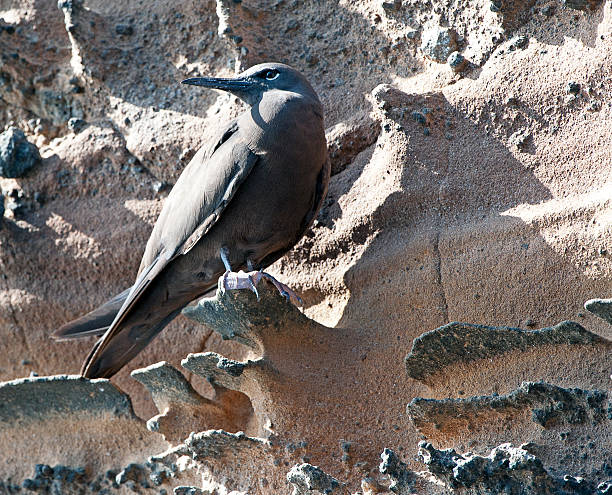 Brown Noddy perched in Galapagos Brown Noddy perched precariously on protrusions in the volcanic lava cliff face of the Galapagos Islands, Ecuador brown noddy stock pictures, royalty-free photos & images