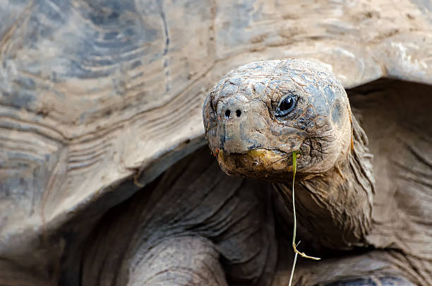 istock Galapagos giant tortoise 464666632