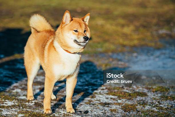 Beautiful Red Shiba Inu Puppy Dog Staying Outdoor In Spring Stock Photo - Download Image Now