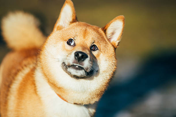 Close Up Beautiful Red Shiba Inu Puppy Dog Staying Outdoor Close Up Head Snout Of Beautiful Young Red Shiba Inu Puppy Dog Staying Outdoor animal ear stock pictures, royalty-free photos & images