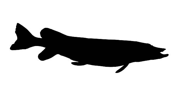 istock Northern Pike Silhouette 464668318