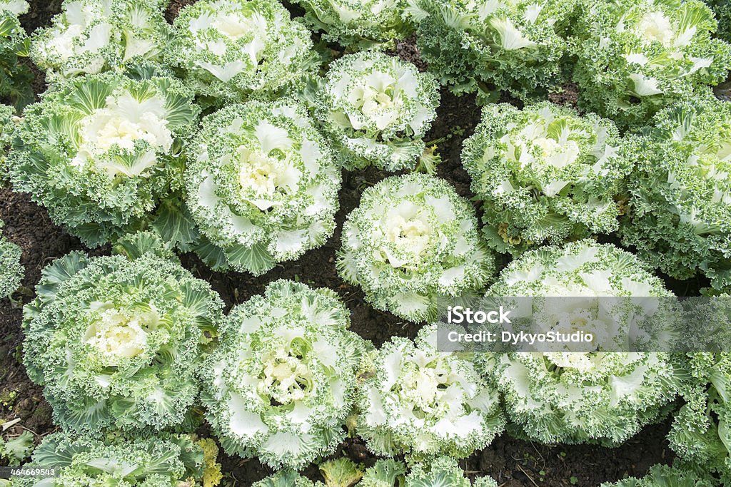 White Ornamental Cabbage plants White Ornamental Cabbage plants in flower pot Agriculture Stock Photo