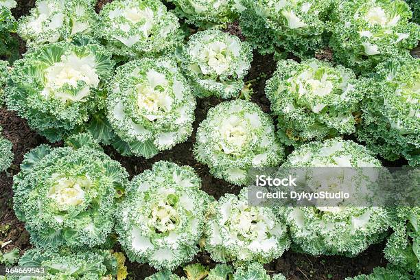 White Ornamental Cabbage Plants Stock Photo - Download Image Now - Agriculture, Backgrounds, Beauty