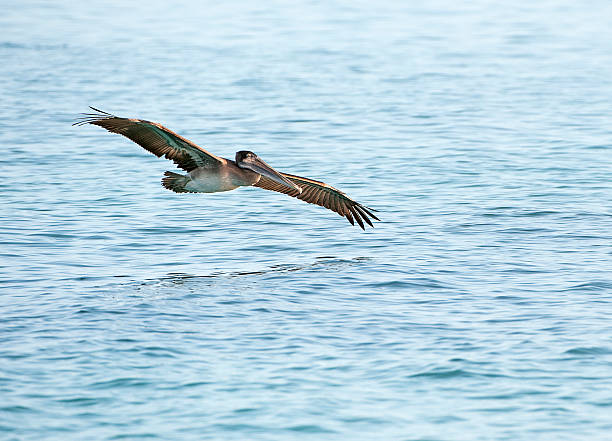 istock Brown pelican in ground effect, Galapagos Islands 464670886
