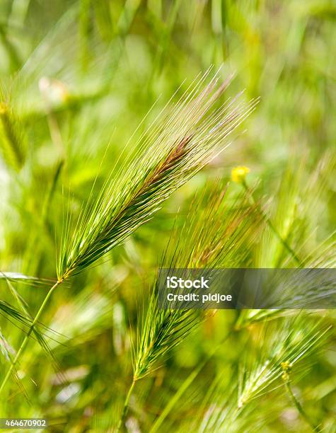 Green Ears In A Field Stock Photo - Download Image Now - 2015, Agricultural Field, Agriculture