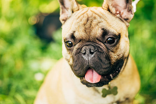 istock Dog French Bulldog 464671136