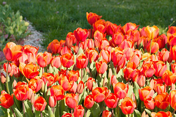 tulipany - star tulip zdjęcia i obrazy z banku zdjęć