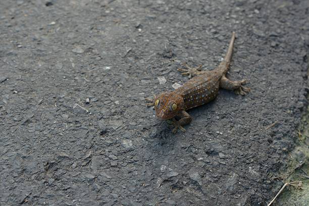 Tokay gecko, ( Asian tropical species ) on the asphalt of Chiang Mai ( Thailand )