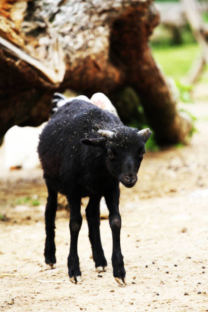 istock portrait of a Capra hircus 464676033