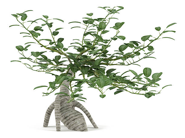 decorate bush albero.  bonsai - picturesque america or the land we live in foto e immagini stock