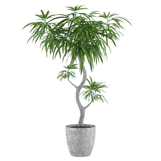 pentola pianta decorativa palm - isolated isolated on white studio shot food foto e immagini stock