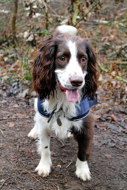 istock Manny in Reffley woods 464676306