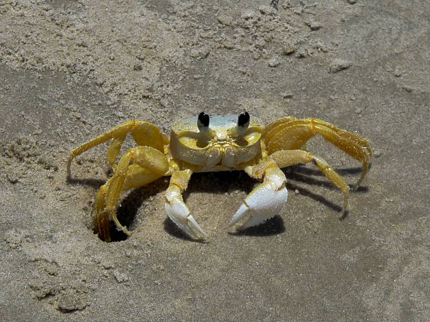 istock Crab Yellow on the Beach 464676515
