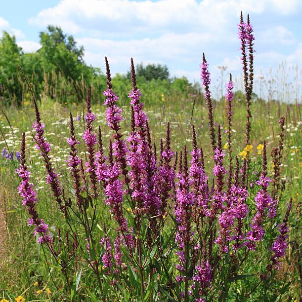 istock Purple loosestrife 464676542