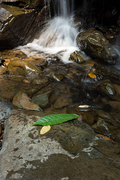 グリーンリーフにロックに自然光が差し込みます。 - natural phenomenon waterfall rock tranquil scene ストックフォトと画像