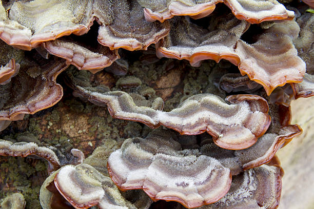 istock Wood Fungus (Auricularia mesenterica) 464681388
